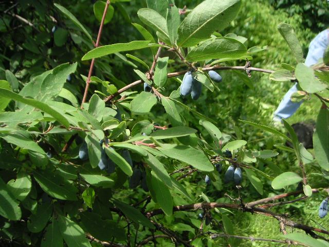 Honeysuckle