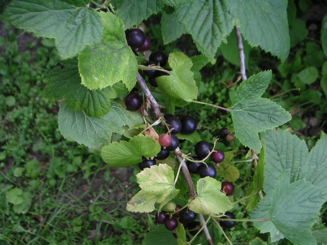 Black currants