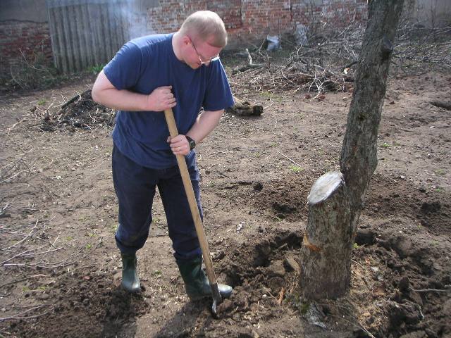 Tree removal