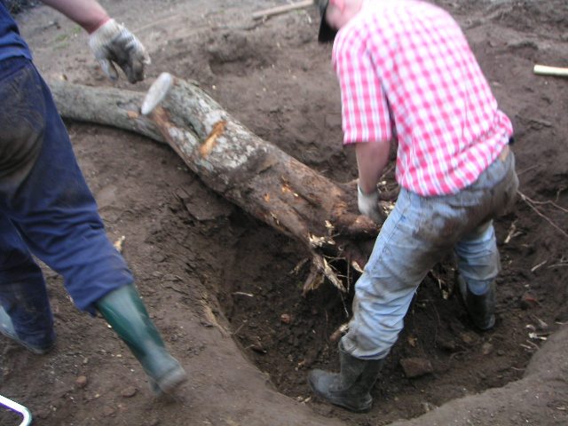 Tree removal